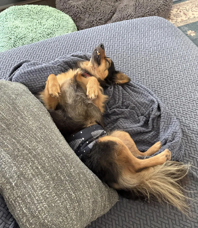 A senior small-sized male Chihuahua dog named Snapper for adoption in Holly Springs, NC