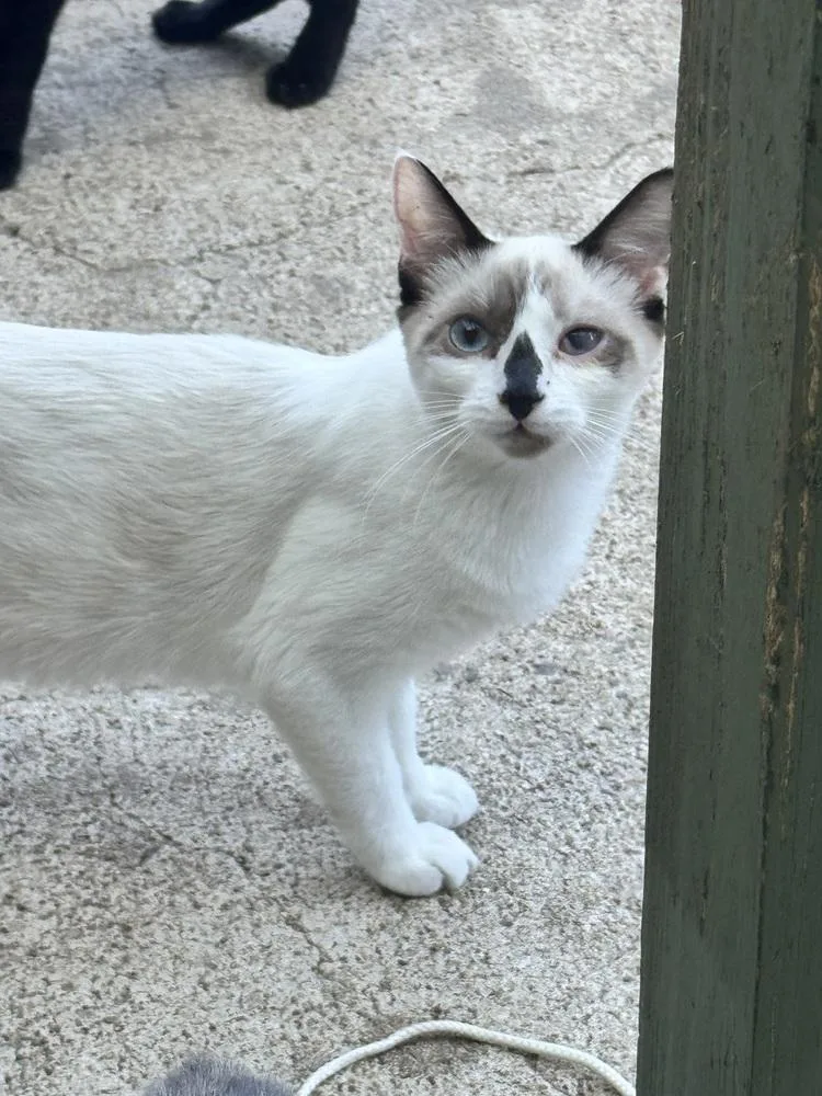 A baby small-sized female Snowshoe cat named Dolly Purrton for adoption in Plumerville, AR