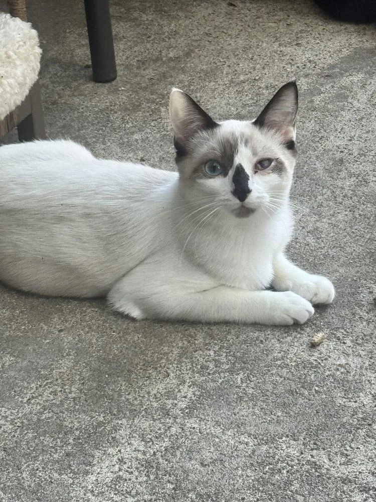 Dolly Purrton thumbnail 2