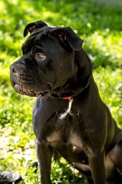 An adult large-sized female Cane Corso dog named Mercedes for adoption in West Chester, PA