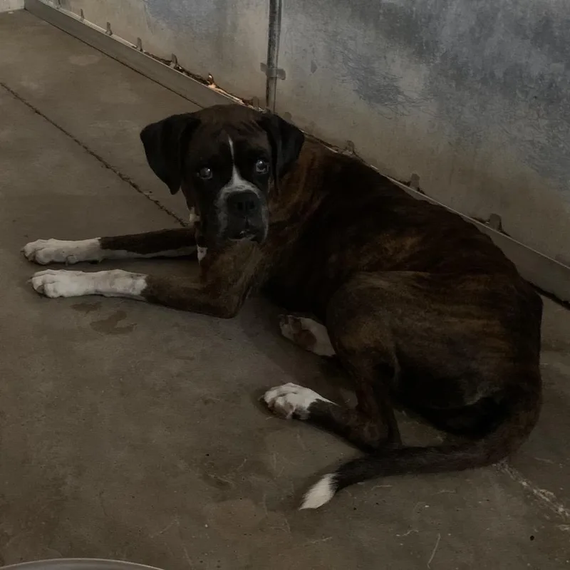 A senior medium-sized female Black Boxer dog named Ethel for adoption in Edinburg, TX