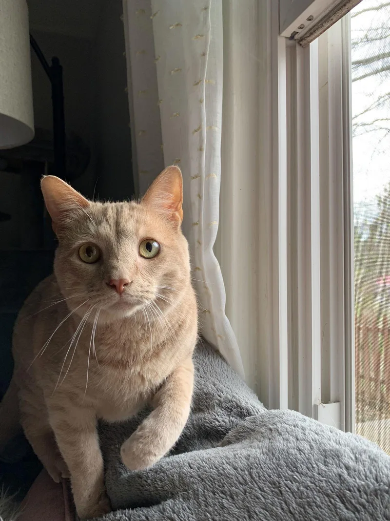 Lily Courtesy thumbnail 2