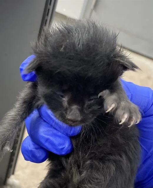 A baby medium-sized male Domestic Short Hair cat named Salad for adoption in Dallas, TX