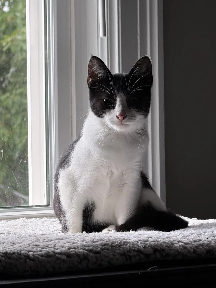 A baby medium-sized male Domestic Short Hair cat named Levi for adoption in Ferndale, MI