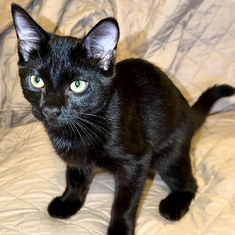A baby small-sized male Black Domestic Short Hair cat named Binx for adoption in Huntsville, AL
