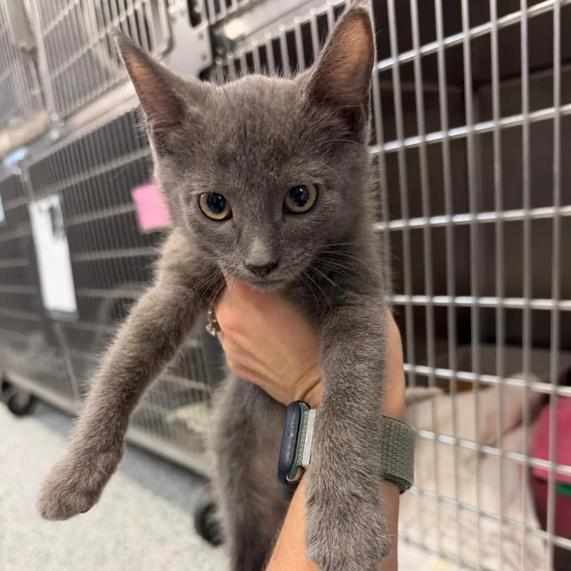 A baby small-sized male Gray / Blue / Silver Domestic Short Hair cat named Rune for adoption in Port Charlotte, FL