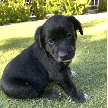 A baby medium-sized female Black Golden Retriever dog named Sofia for adoption in Santa Rosa, CA