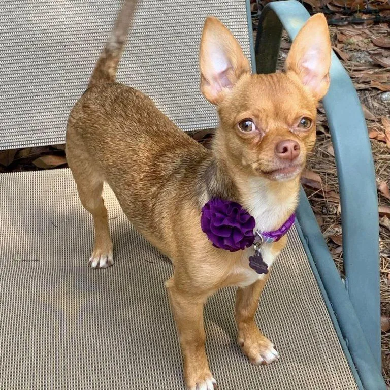 A young small-sized female Chihuahua dog named Reese for adoption in Hillsborough , NC