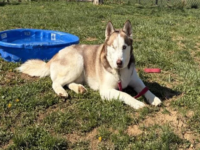 An adult large-sized male Siberian Husky dog named Strider for adoption in Derwood, MD