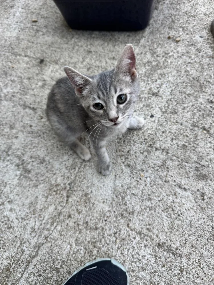 A baby small-sized female Domestic Short Hair cat named Praline for adoption in Plumerville, AR