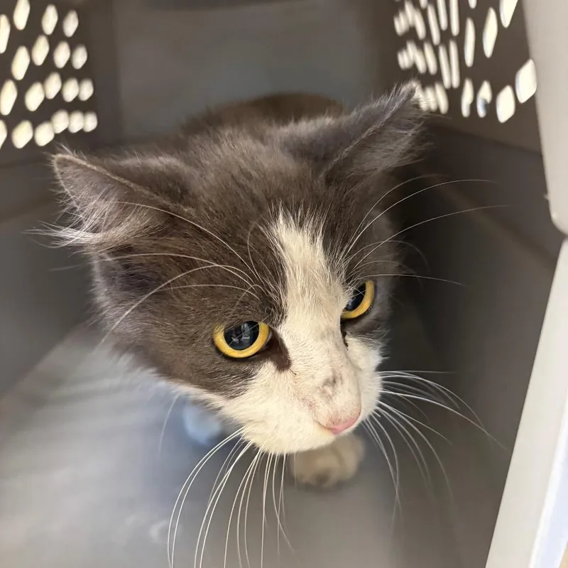 A senior medium-sized female Gray / Blue / Silver Domestic Medium Hair cat named Myra for adoption in Council Bluffs, IA