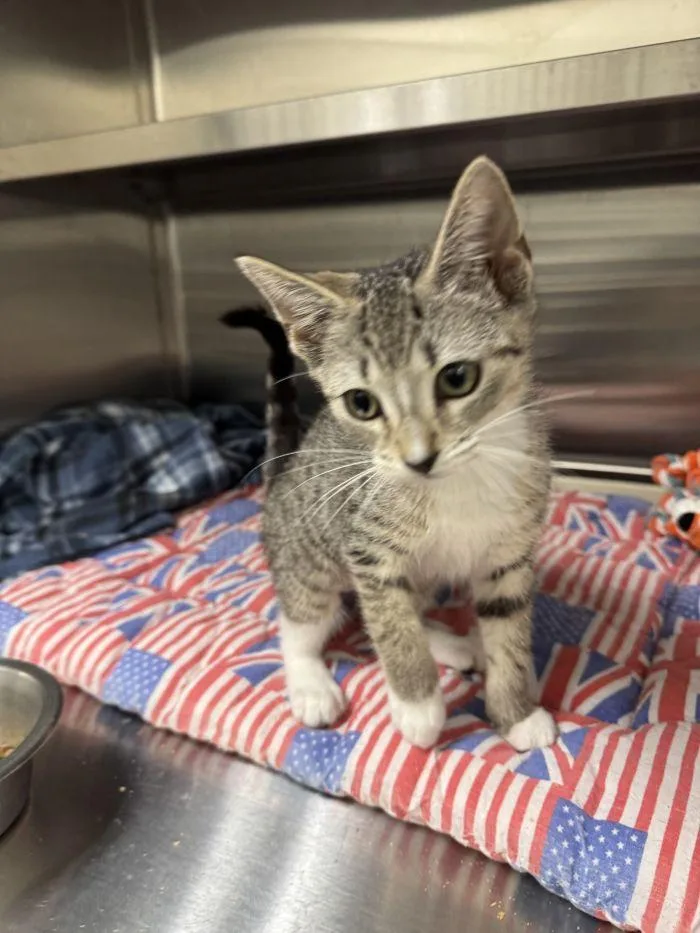 A young small-sized female Domestic Short Hair cat named Poodle for adoption in Hilton Head Island, SC
