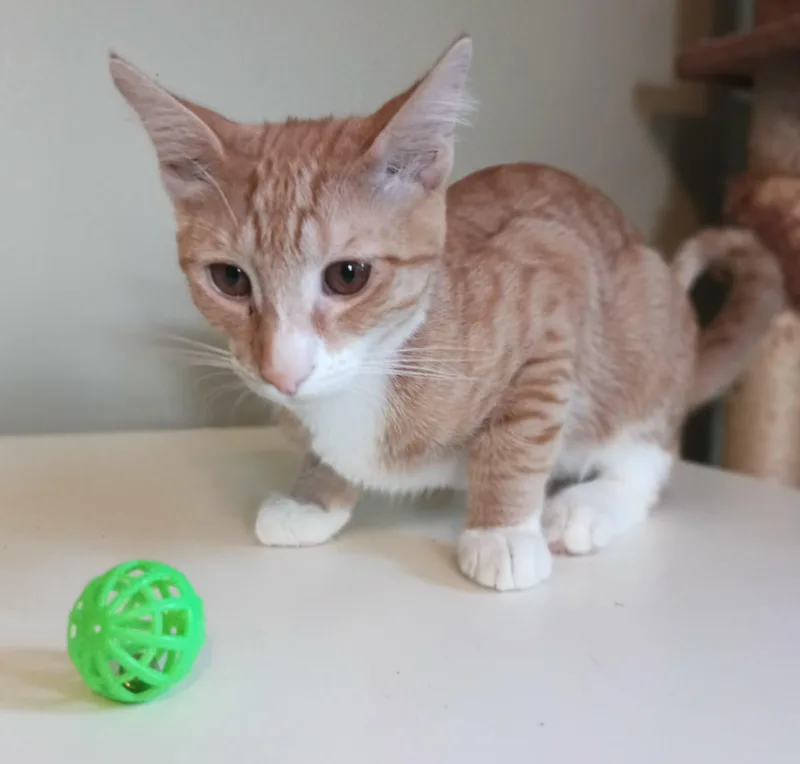 A young medium-sized male Domestic Short Hair cat named Coconut for adoption in Franklinville, NJ
