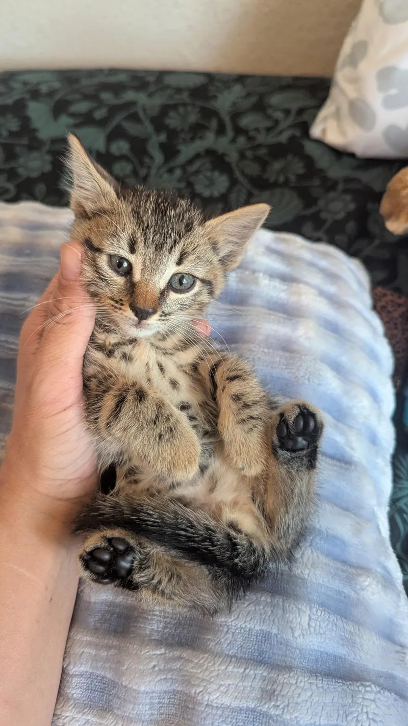 A baby small-sized male Domestic Short Hair cat named Arnold for adoption in Long Beach, CA