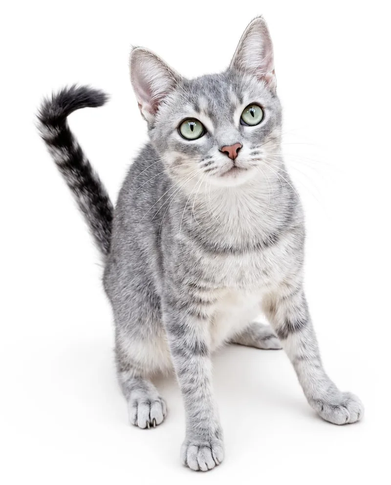 A young small-sized female Gray / Blue / Silver Tuxedo cat named Nancy queen of our for adoption in Bedford Hills, NY