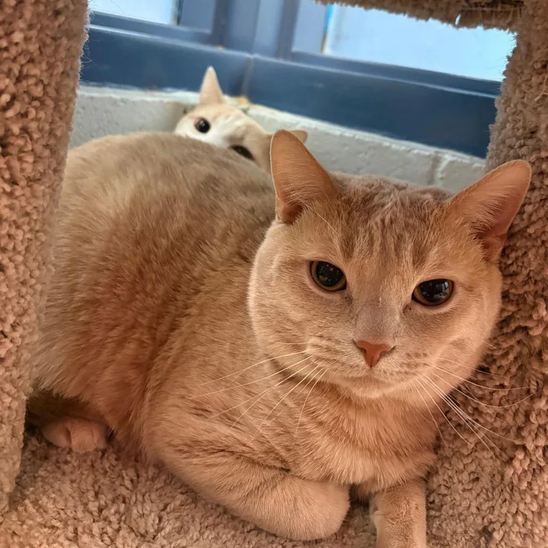Jalapeno And Toast thumbnail 4