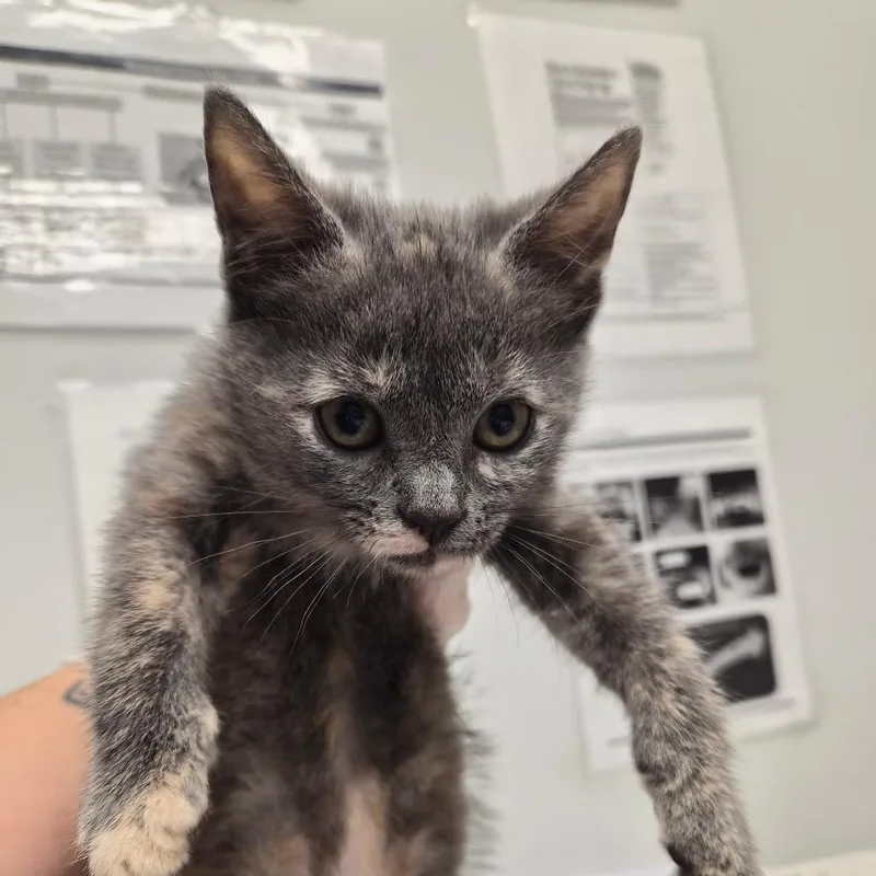 A baby small-sized female Tortoiseshell Domestic Medium Hair cat named Winnie for adoption in Jacksonville, FL