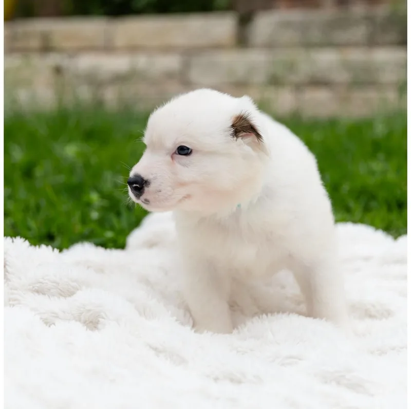 Maran thumbnail 4