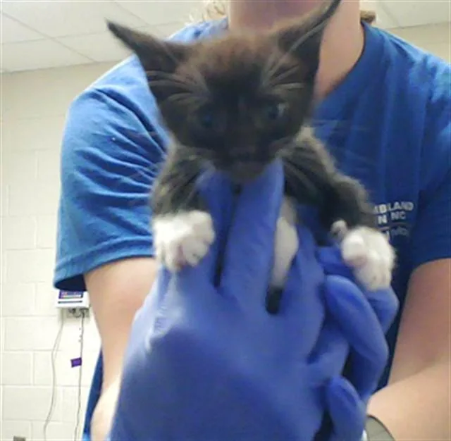 A baby small-sized female Domestic Short Hair cat named Sonya for adoption in Fayetteville, NC