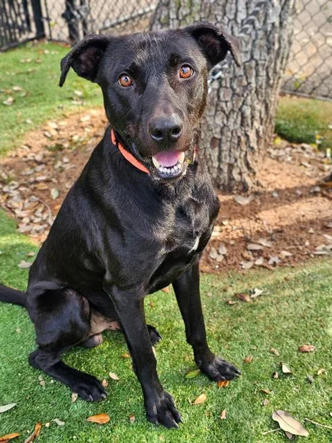 An adult medium-sized male Mixed Breed dog named Granger for adoption in Palmetto, FL