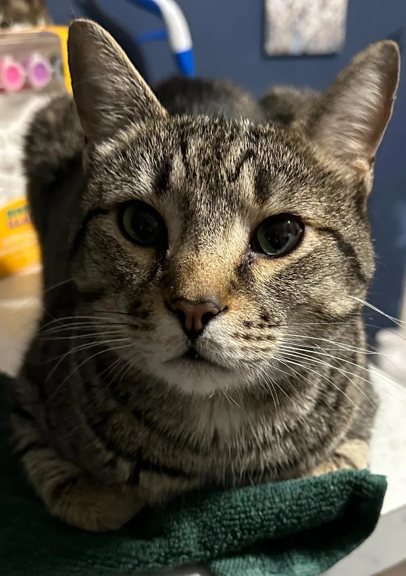 A young medium-sized male Gray / Blue / Silver Tabby cat named Nicholas for adoption in Charlotte, NC