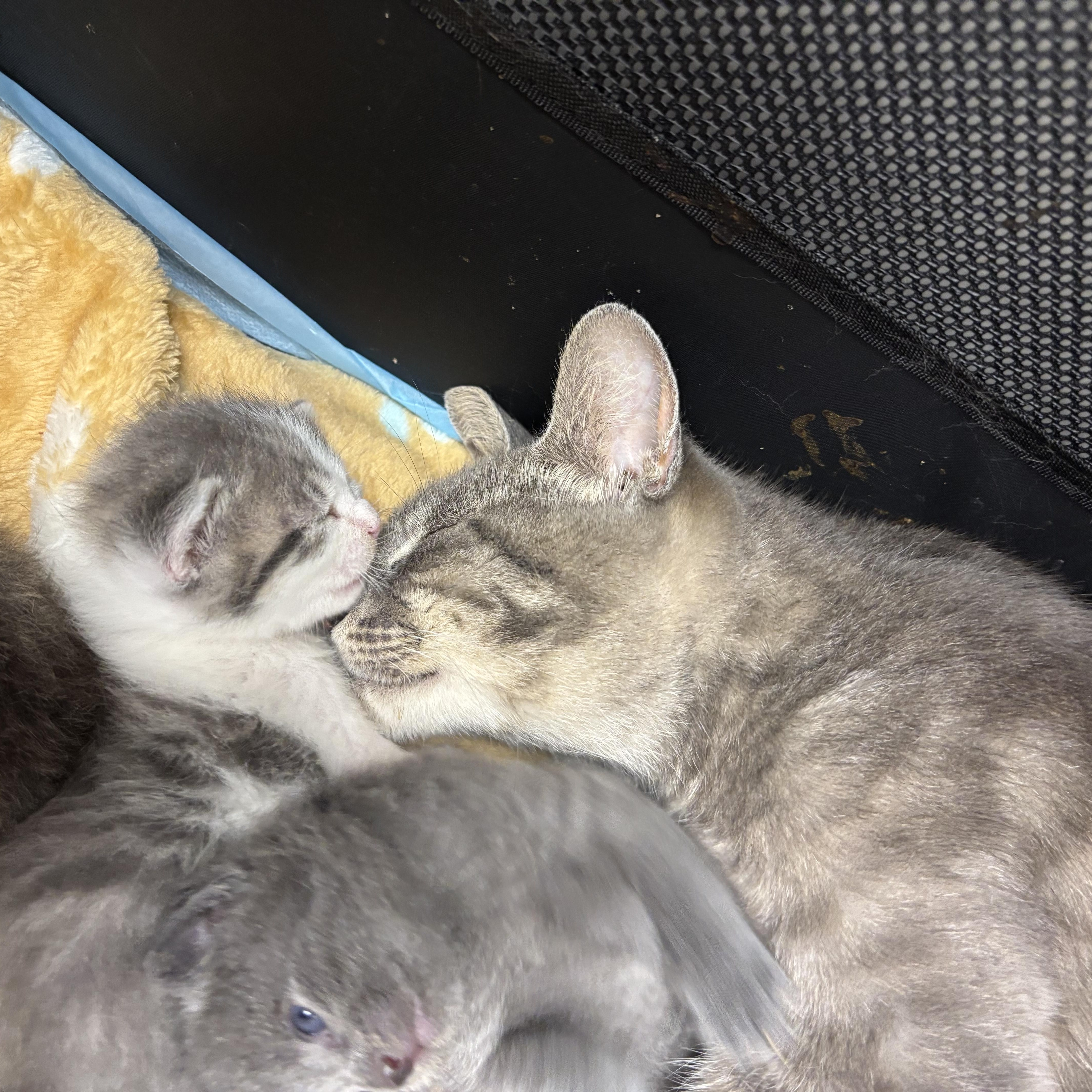 An adult medium-sized female Tabby (Gray / Blue / Silver) Domestic Short Hair cat named Tomato for adoption in Evanston, IL