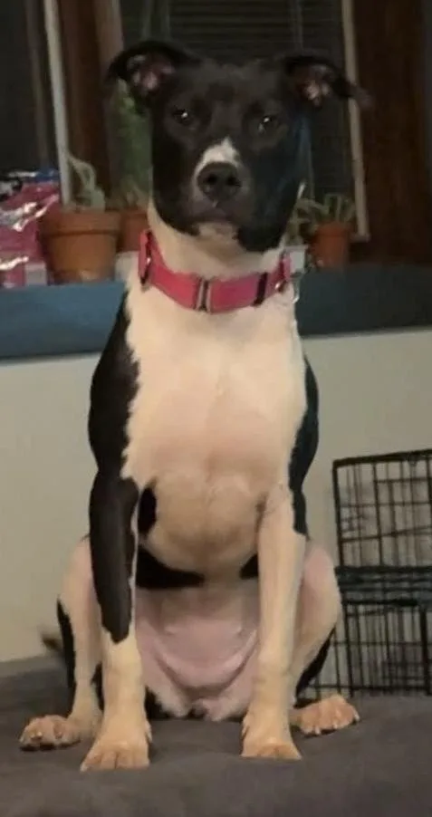 A baby medium-sized female Pit Bull Terrier dog named Alix for adoption in Alden, NY