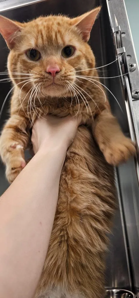 A young medium-sized male Domestic Short Hair cat named Rupert for adoption in Athens, TN