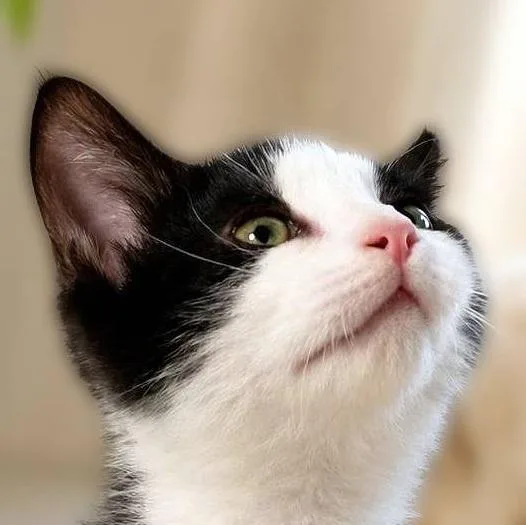 A baby medium-sized male Black & White / Tuxedo Domestic Short Hair cat named Latke for adoption in Lemoyne, PA
