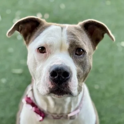 An adult large-sized female American Staffordshire Terrier dog named Thelma for adoption in Sacramento, CA