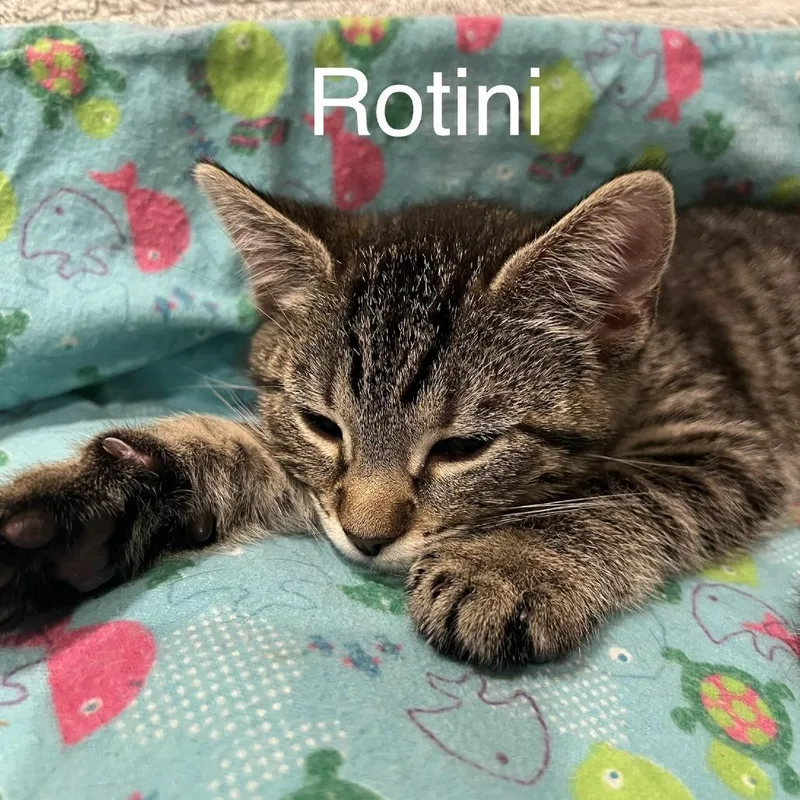 A baby small-sized female Brown / Chocolate Domestic Short Hair cat named Rotini  Ramishvili for adoption in Merrifield, VA