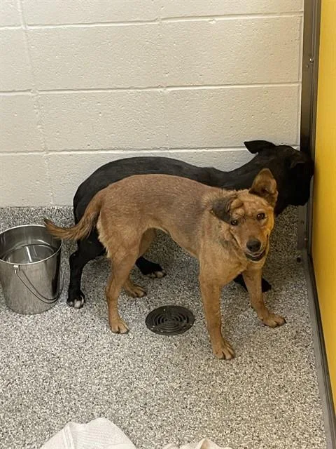 A young medium-sized female Australian Cattle Dog / Blue Heeler dog named Ava for adoption in Tucson, AZ