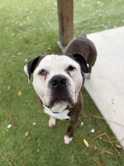 An adult medium-sized male American Staffordshire Terrier dog named Thunder for adoption in Daytona Beach, FL