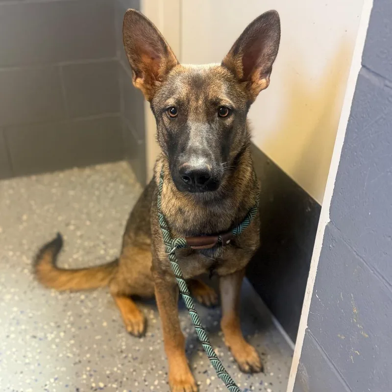 A young medium-sized female Brown / Chocolate German Shepherd Dog dog named Layla for adoption in Tuscaloosa, AL