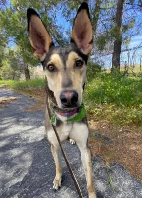 An adult large-sized male Tricolor (Brown, Black, & White) Ibizan Hound dog named Buster for adoption in Naperville, IL