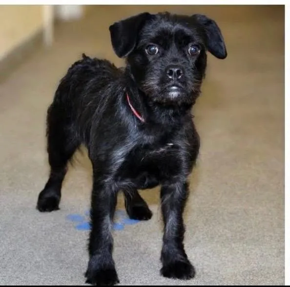 An adult medium-sized female Pug dog named Margret for adoption in Heber City, UT