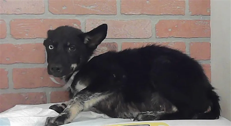 A baby medium-sized male Husky dog named Darren for adoption in Houston, TX
