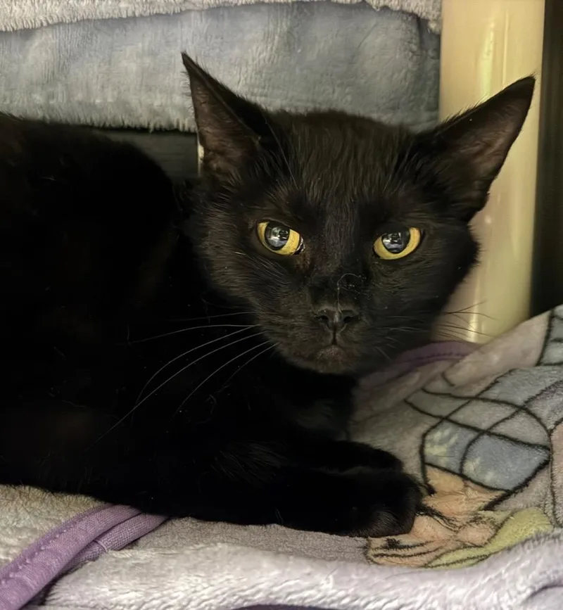 A young medium-sized female Domestic Short Hair cat named Ember for adoption in Olean, NY