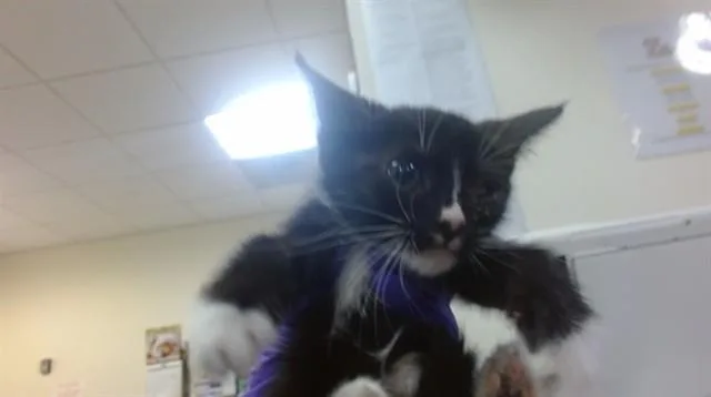 A baby small-sized female Domestic Short Hair cat named Lavender for adoption in Miami, FL