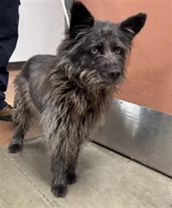 An adult medium-sized male Terrier dog named Toby for adoption in Chatsworth, CA