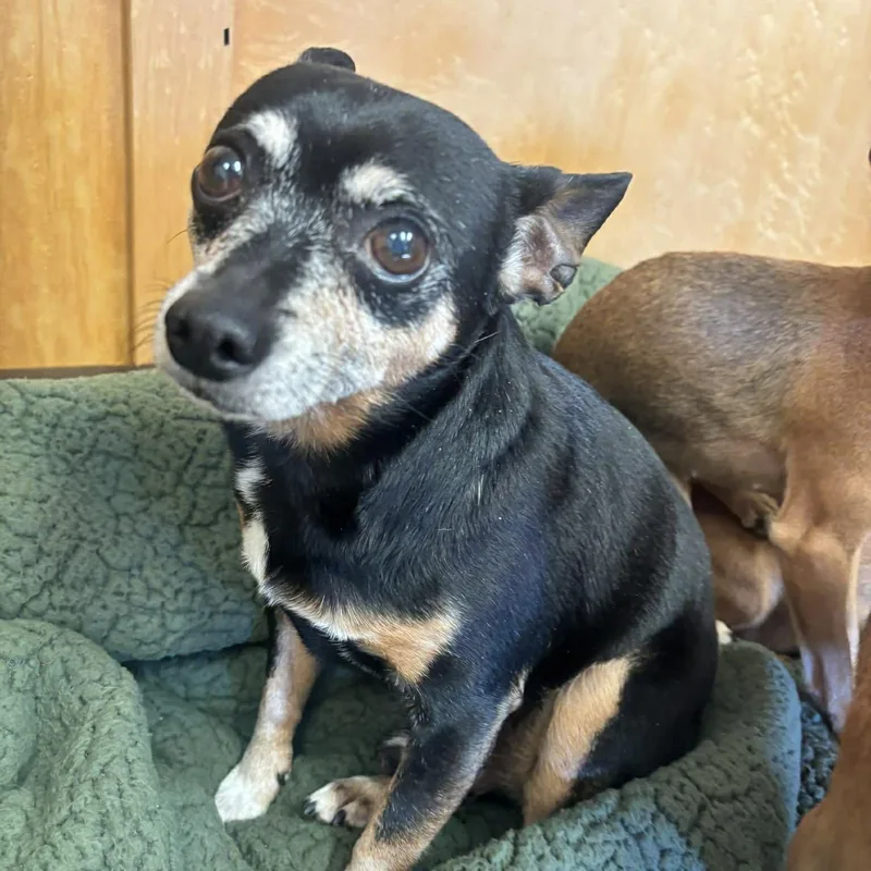 A senior small-sized male Chihuahua dog named Russet Wilson for adoption in Valparaiso, IN