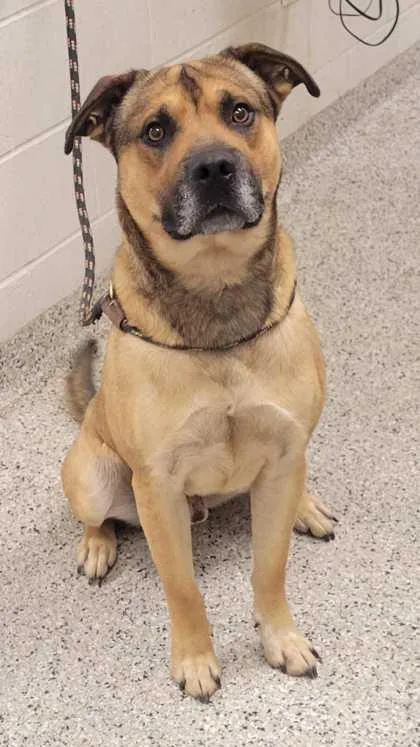 An adult large-sized male Yellow / Tan / Blond / Fawn Mixed Breed dog named Mcgruff for adoption in Kansas City, MO