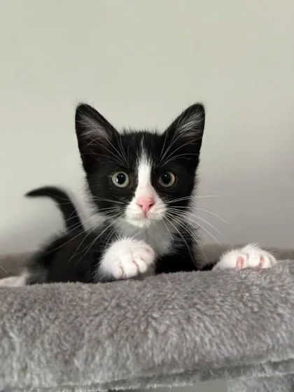 A baby small-sized male Domestic Short Hair cat named Elliot for adoption in King William, VA