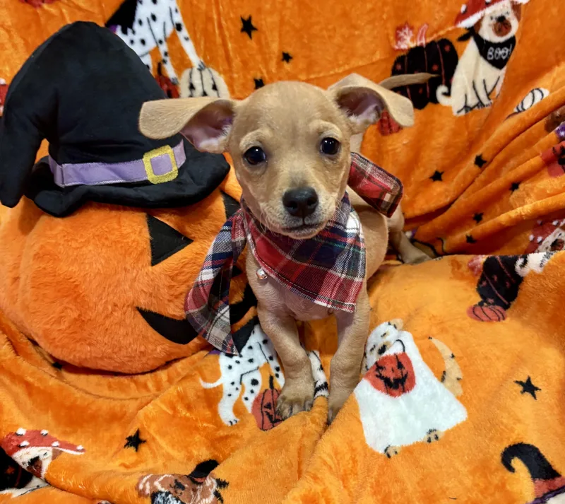A baby small-sized male Red / Chestnut / Orange Chiweenie dog named Linus for adoption in Corona, CA