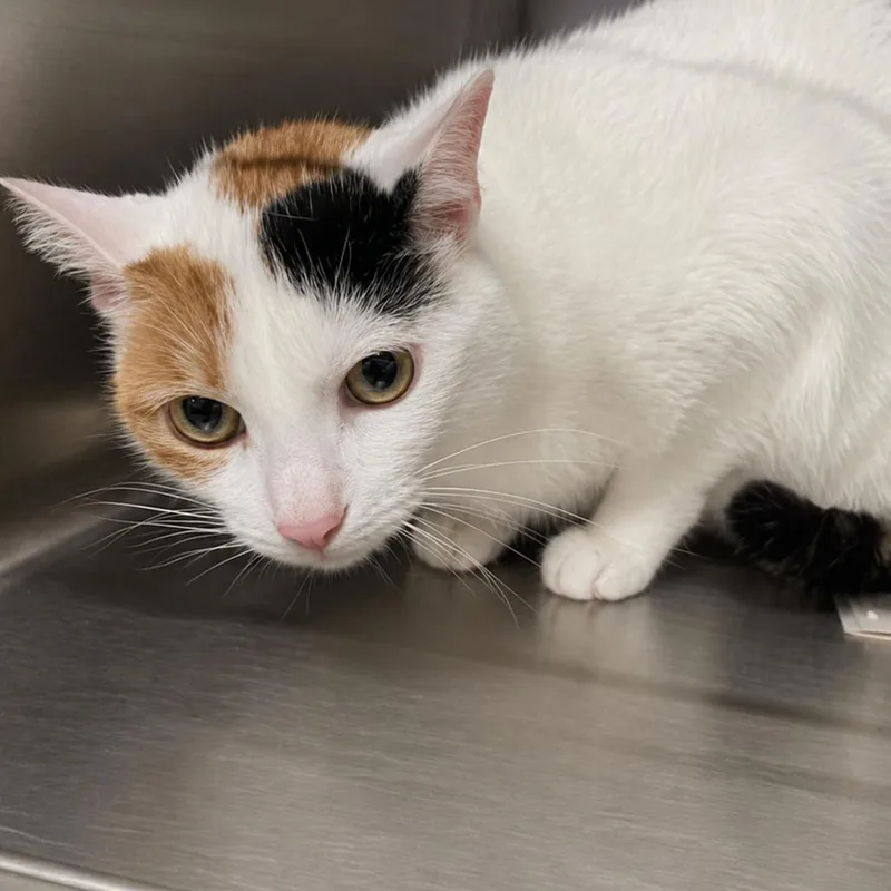 An adult medium-sized female Domestic Short Hair cat named Fraggle Rock for adoption in Austin, TX