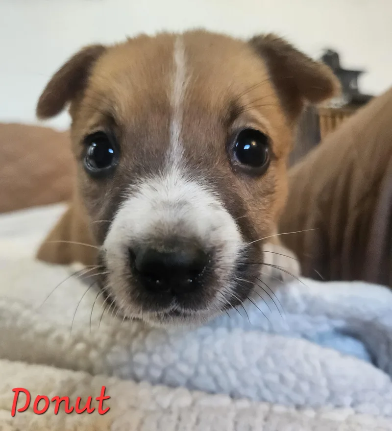 Donut