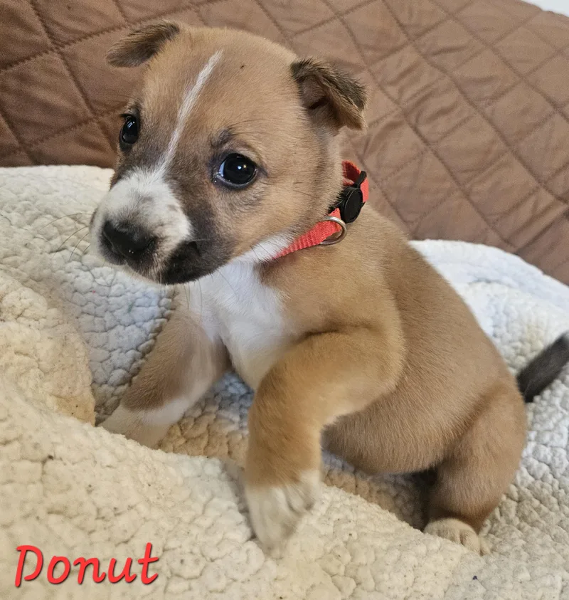 Donut thumbnail 2
