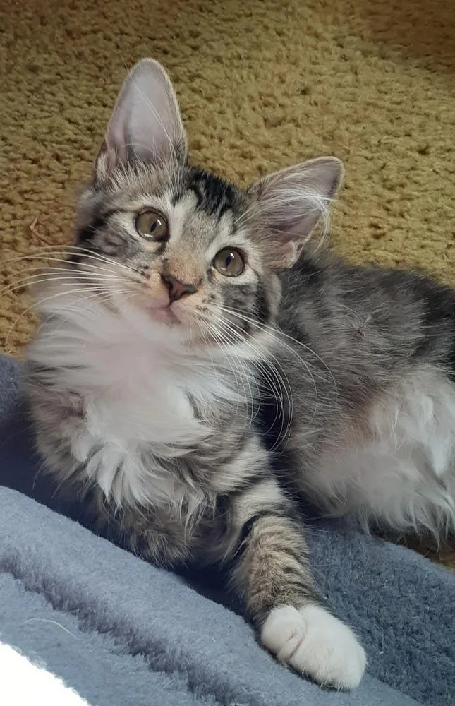 A baby small-sized female Domestic Long Hair cat named Nexium for adoption in Dallas, TX