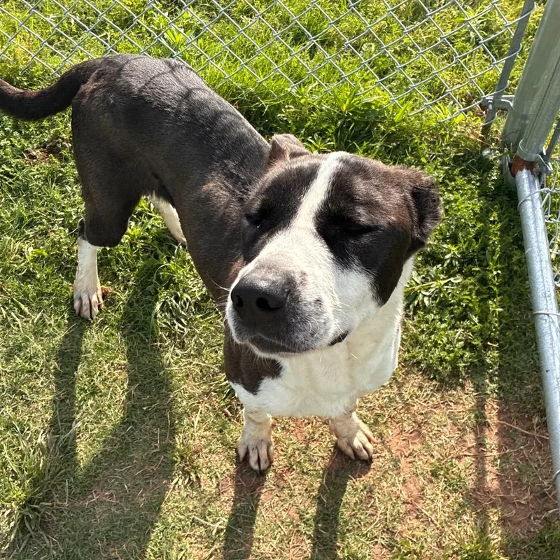 An adult large-sized female Black Pit Bull Terrier dog named Cookie for adoption in Norman, OK
