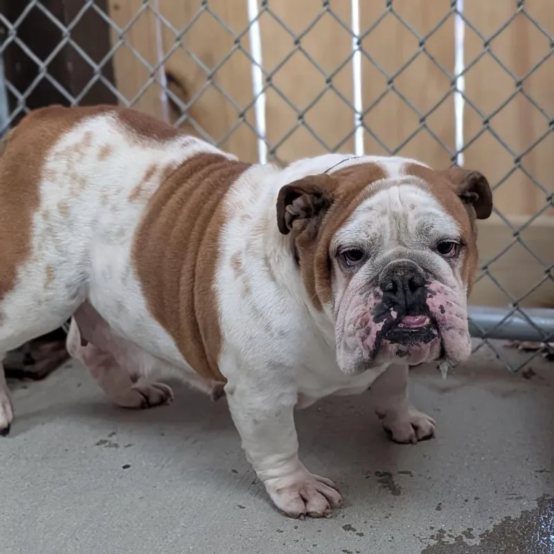 An adult medium-sized female Brown / Chocolate English Bulldog dog named Magnolia for adoption in Delaware, OH